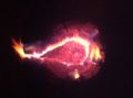 Fleckentierchen1
